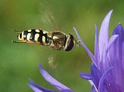Natures benefits : for free until they are gone Over 75 % of the world s crop plants rely on pollination by animals The annual economic value of insect-pollinated crops in the EU is about EUR 15