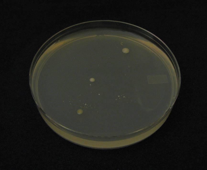 recommended 20 seconds Microorganisms from