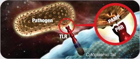 Innate Pathogen Recognition Lymphocyte (white blood cell) Innate Immune System PAMPs Pathogen-Associated