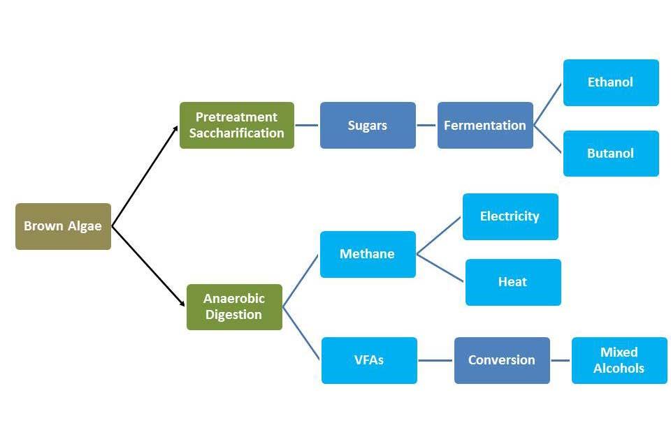 Conversion Routes 1. Sugar Platform (SP) 2. Methane Platform (MP) 3.