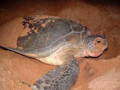 Green turtle (Chelonia mydas) Listed under Endangered Species Act of 1973 USA > 1/3 nests in the ACNWR