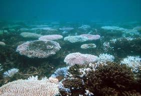 Coral Reefs First back-to-back global mass bleaching and mortality events First global mass bleaching and mortality event Localised mass