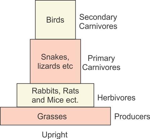 Pyramid of biomass is a graphic representation of biomass present per unit area in different trophic levels. It can be both upright and inverted.