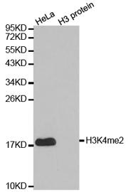 rat lung tissue using H3K4me2 Polyclonal Antibody at
