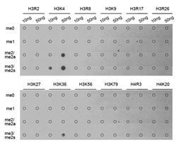 Western blot analysis of extracts of HeLa cell line and H3 protein expressed in E.coli.