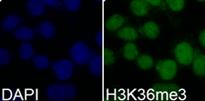 using H3K36me3 Polyclonal Antibody and rabbit IgG.