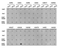 Polyclonal Antibody at Western blot analysis of extracts of HeLa