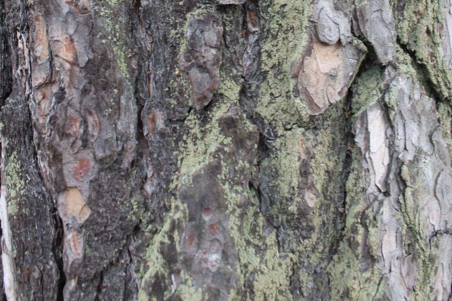 Pine bark (reddish toward the upper part of the tree) Image by Katja Vahtikari Scots Pine (Pinus sylvestris) light sapwood, reddish heartwood heartwood is