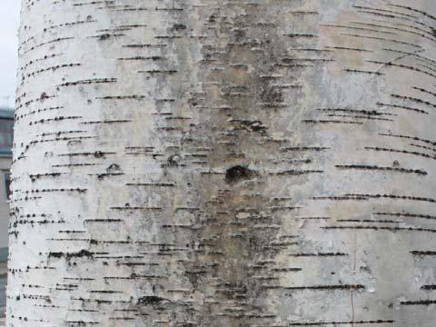 Birch bark (white, becoming grey or silver in
