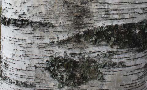 Downy Birch (Betula pendula and Betula