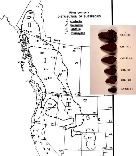 Population structure: Lodgepole pine How was genetic diversity distributed? (F stats) Within populations: 90.7% Among populations within subspecies: 6.1% Among subspecies: 3.