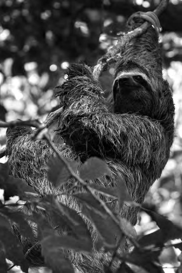 12 5 Read the following passage. The three-toed sloth, Bradypus variegatus, is a very slow-moving mammal found in Central and South America that spends most of its life living in trees.