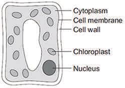 (4) Q.Living organisms are made of cells. (a) Animal and plant cells have several parts. Each part has a different function.