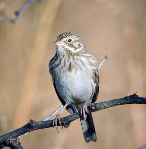 Sparrow Eastern