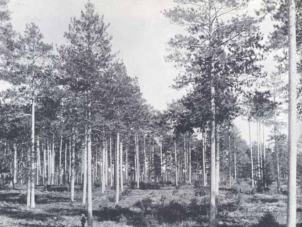 Historic Pine Barrens on the Washburn