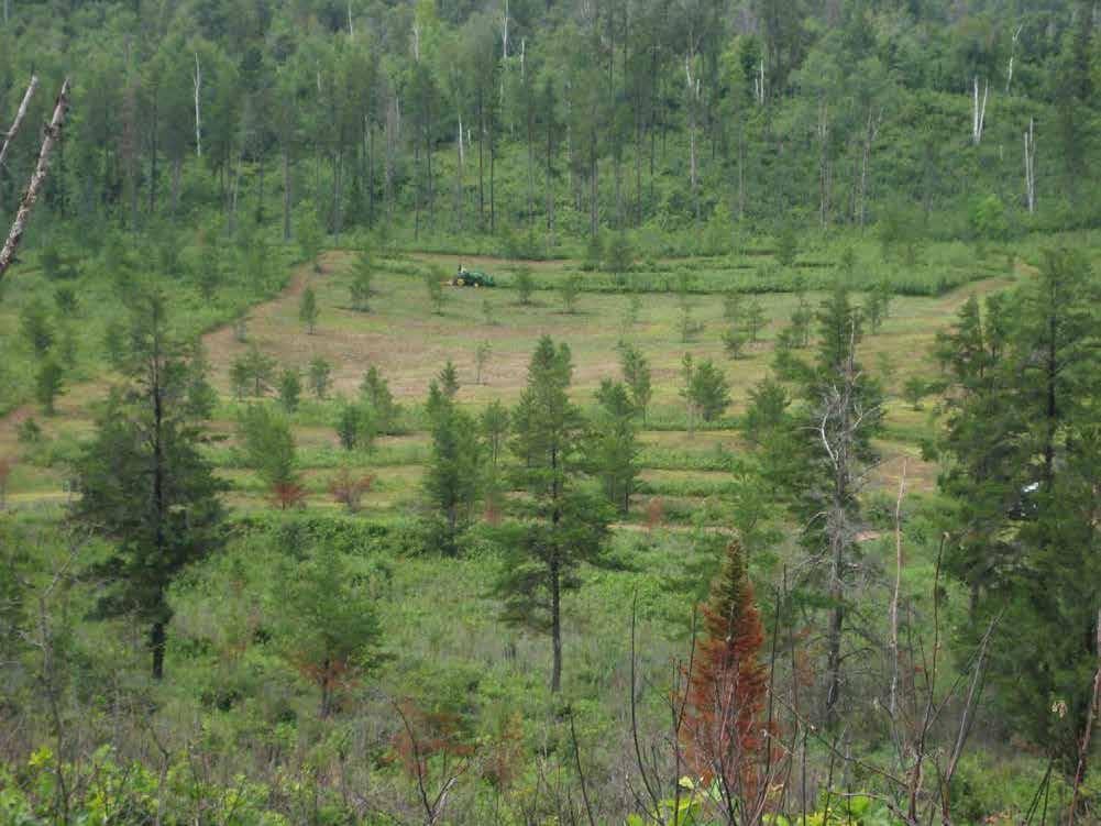 Proposed Action Mechanical Treatment, Brush Hog and Roller Chopper Masticator Restore the species composition and structure of the pine barrens Numerous areas that are