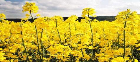 Trend in sowing area and yield of oilseed rape in the Czech Republic in 1998 to 28 Area [thousands of ha] 36 34 32