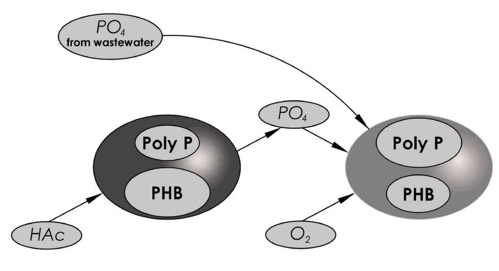 Biological Phosphorus Removal Graphical Illustration of Bio-P
