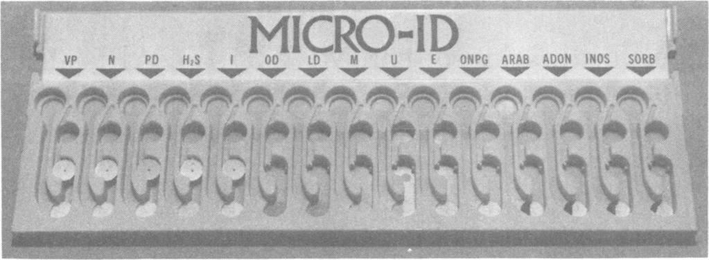 The first 5 tests on the left have a substrate disk and a detection disk; after incubation, the MICRO-ID is tilted to wet the upper disks.