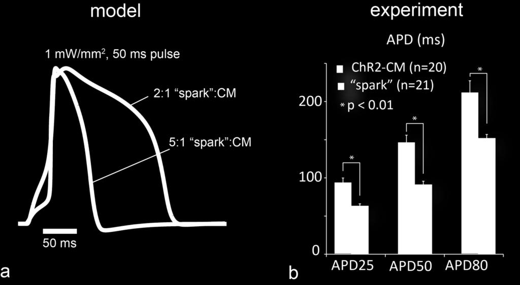 of CMs: when 2 spark cells were connected to a cardiomyocyte or when 5 spark cells were connected to a cardiomyocyte.
