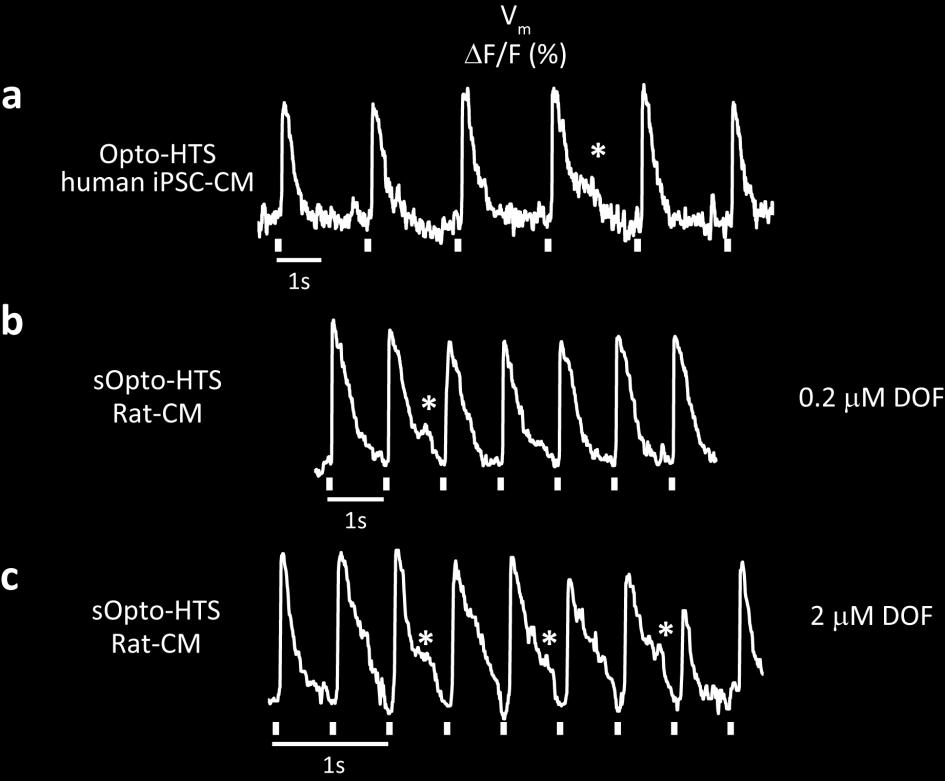 (c) Calcium-mediated pacing activity was induced by 1 M isoproterenol (10 min) in quiescent hips-cms (top) and rate of pacing was accelerated in spontaneously beating hips-cms (bottom).