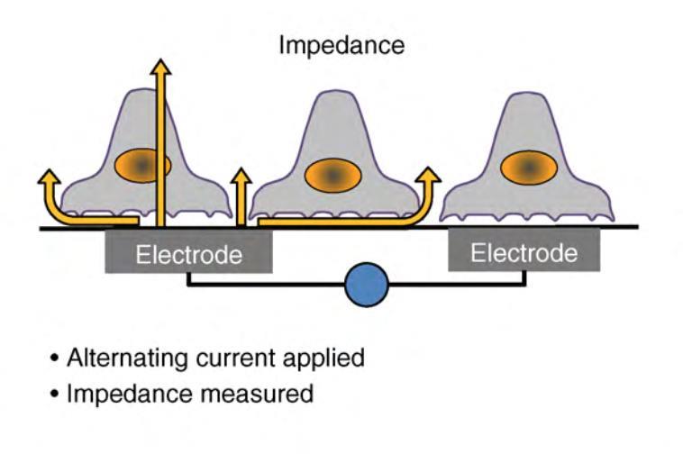 Concept: Impedance