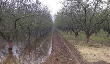 On-Farm recharge experiments - almonds Application of 60 cm (2 ft) of water in Dec.-Jan.