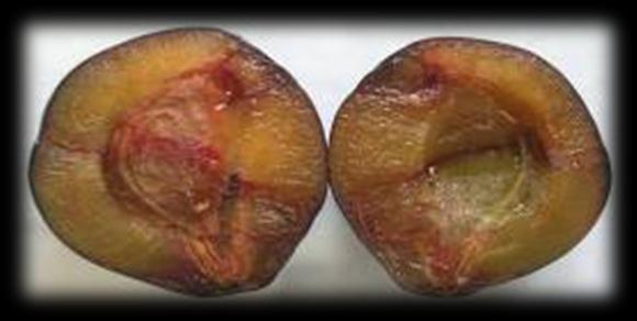 PPV infection in selected European countries: Serbia - Croatia 42 million bearing plum trees; 58% are infected with PPV - 2004 survey found 51% of sampled plum trees infected Bosnia-Herzegovina - up