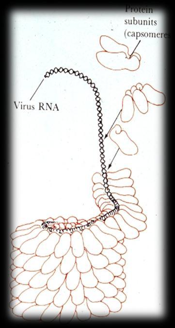 characterization (DNA, RNA, protein) Mechanism of resistance Stability of