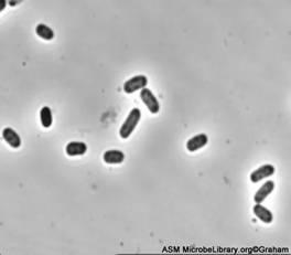 Coliform bacteria may indicate the presence of