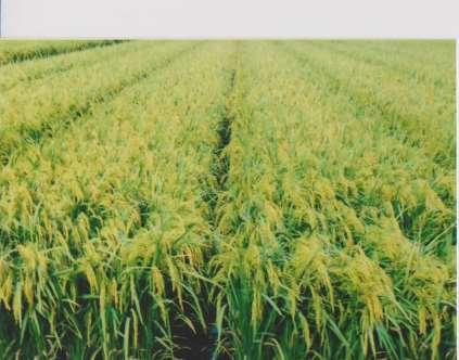 Agriculture of Bangladesh Agriculture is the dominant economic activity in Bangladesh and