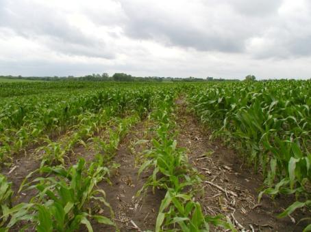 Potassium Application Effects On Corn Yield K 2 O Rate Hybrid A Hybrid B Lbs/A Yield