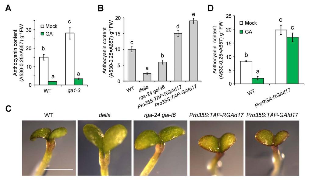 Supplemental Information Figure S1. DELLA Proteins Act as Positive Regulators to Mediate GA-Regulated Anthocyanin Biosynthesis. (A) Effect of GA on anthocyanin content in WT and ga1-3 seedlings.
