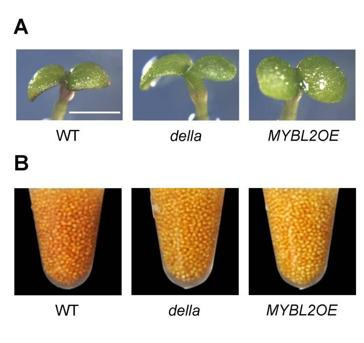 Figure S3. Anthocyanin and Proanthocyanin Accumulation in Seedlings and Seed Coat of della and MYBL2OE Plants.