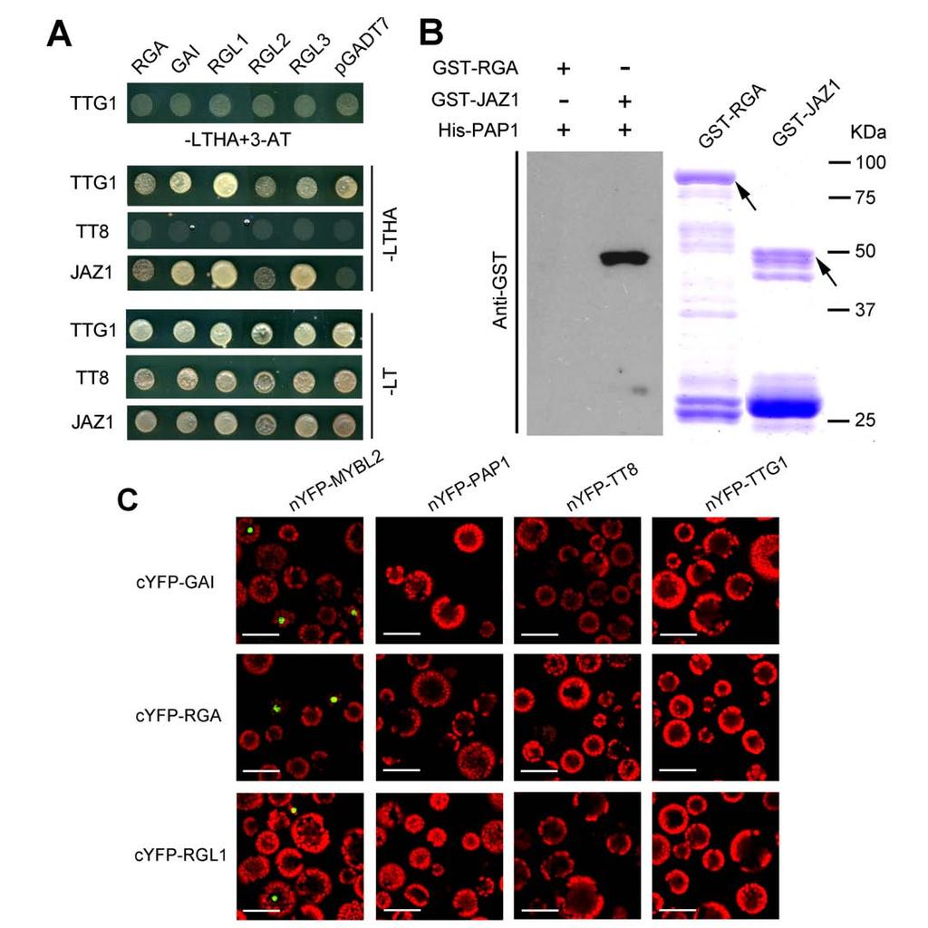 Figure S6. Protein-Protein Binding Assays to Detect the Interaction between DELLAs and Subunits of the MBW Complex. (A) Y2H assays of the interactions of DELLAs with TTG1, TT8 and JAZ1.