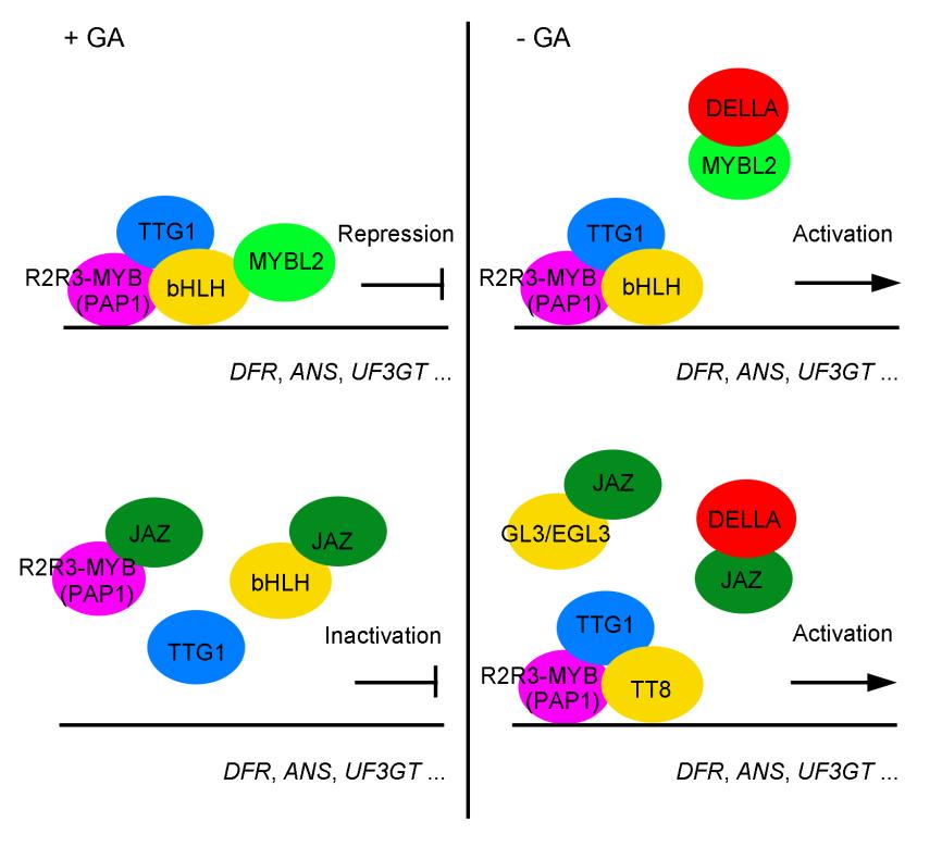 Figure S7. A Putative Model of DELLA-Regulated Anthocyanin Biosynthesis through MYBL2/JAZs.