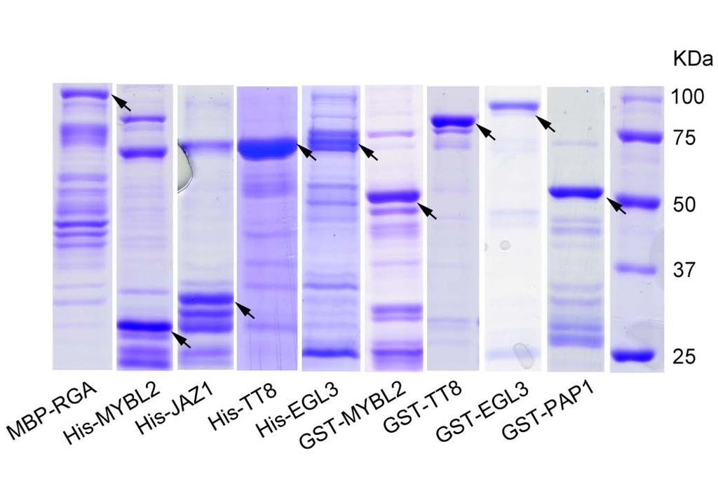 Figure S8. Purified Proteins Used for Competitive Binding Assays.