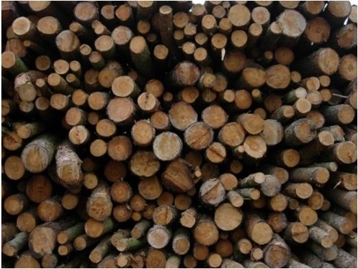 Biofuels fall into two main categories: Woody biomass includes forest products, untreated wood products, energy crops, short rotation