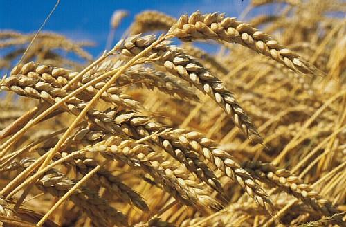 6. Technical data summary: % Yield increase in ROW CROPS FOLIAR APPLICATION: Soybean