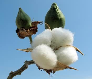 8 ml/kg Cotton + 2 to 7% +4 to 40%