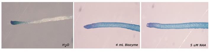 2. Mode of action: Influence of Biozyme on root development