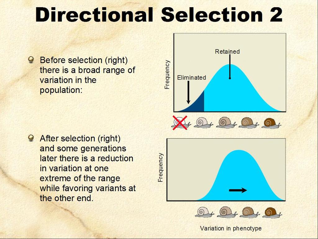 Selection In practice, matings are not random and various environmental factors affect the success or failure of different alleles.