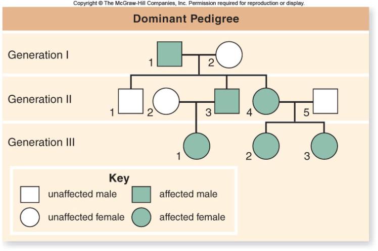 Some human traits are controlled by a single gene.