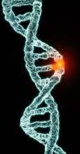 Only 1-2% of all mutations that occur in coding DNA will be advantageous Deleterious alleles are selected against The
