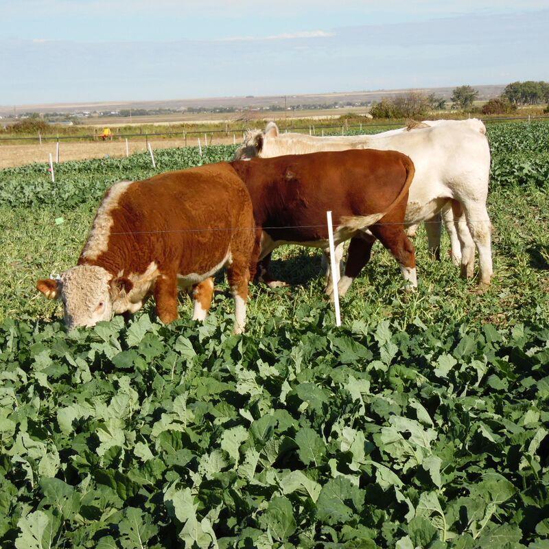 Grazing Improves Tillering and Grain Yield of Dual-Purpose