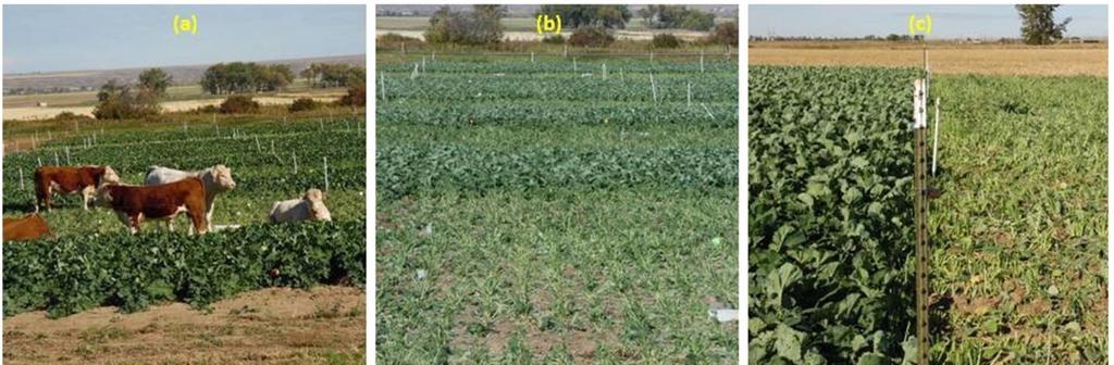scale) stage. Hay yields were adjusted to 16% moisture. On September 14, 2015, dual-purpose sub-plots, which had been secured with an electrical fence, were grazed by 20 bulls (Figure 1 a, b, c).