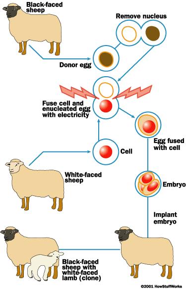 Consider: is genetically modifying any species a good idea? Cloning Cloning Cloning is another potential solution to the problem of organ transplants.
