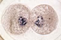 As we can see, after Telophase and