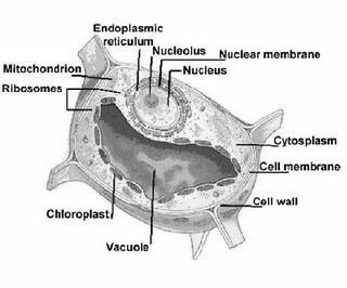 As you can see, the cell actually contains a variety of organelles, all of whom perform a specialized task. One organelle that s not included in this diagram is the cell membrane.