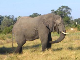 Some uses: 1) Communication between animals African elephants use infrasound to